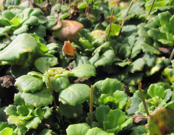 Porzellanblümchen Aureopunctata 2